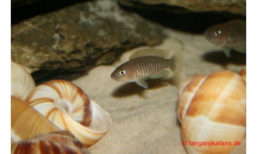 Neolamprologus multifasciatus